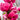 Felix® Magnolia - Monrovia