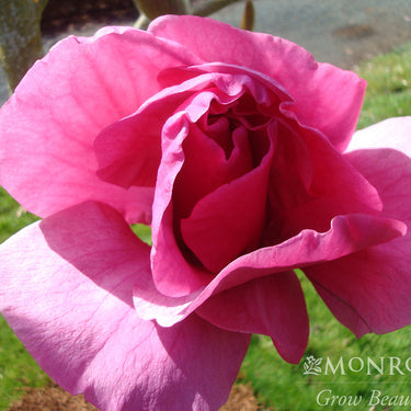Felix® Magnolia - Monrovia
