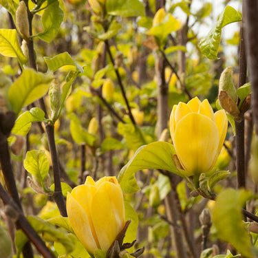 Yellow Bird Magnolia - Monrovia