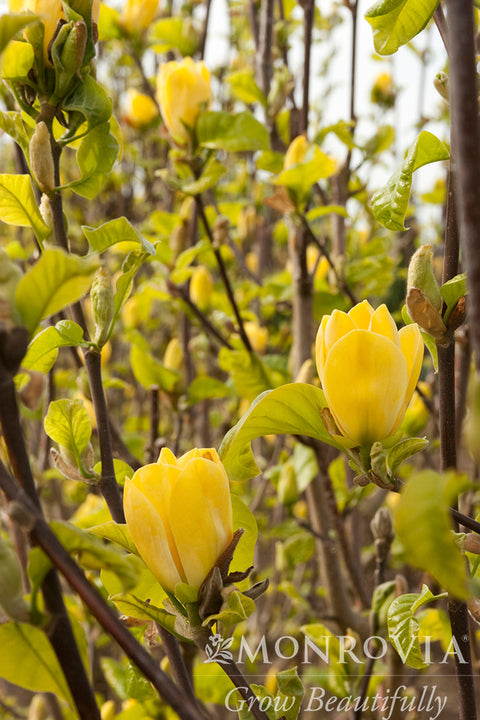 Yellow Bird Magnolia - Monrovia
