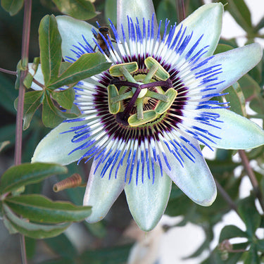 Blue Passion Vine - Monrovia