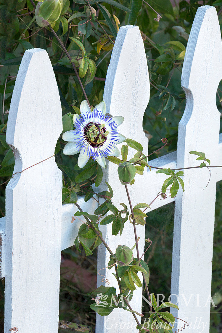 Blue Passion Vine - Thumbnail 2