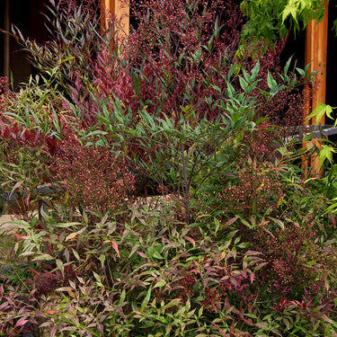 Plum Passion® Heavenly Bamboo - Monrovia
