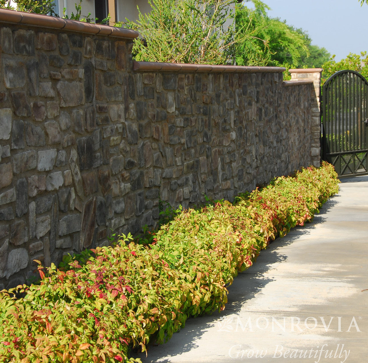 Firepower Heavenly Bamboo - Thumbnail 2