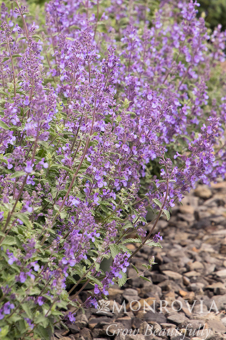 Walker's Low Catmint