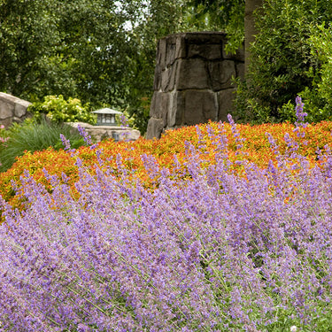Walker's Low Catmint - Monrovia