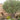 Majestic Beauty® Fruitless Olive - Monrovia