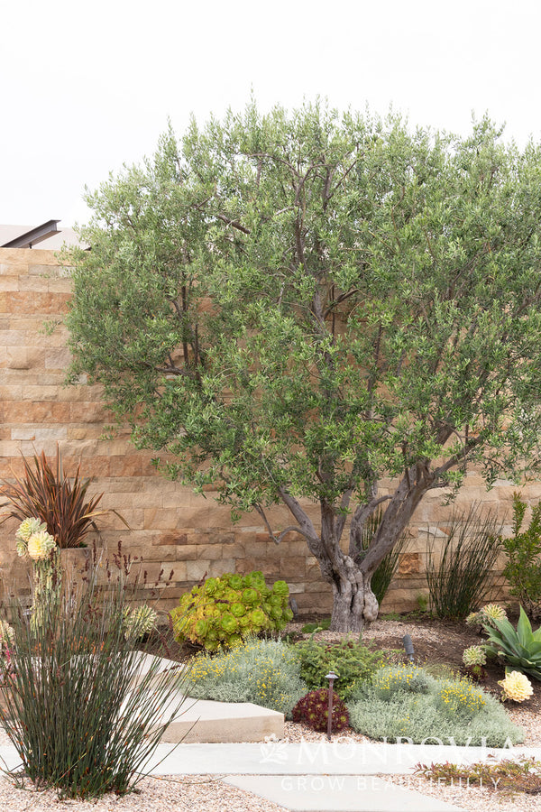 Majestic Beauty® Fruitless Olive - Monrovia