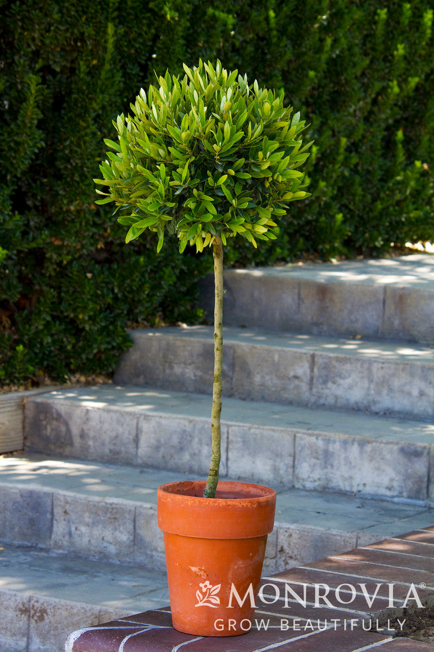 Little Ollie® Dwarf Olive - Monrovia – Armstrong Garden Centers