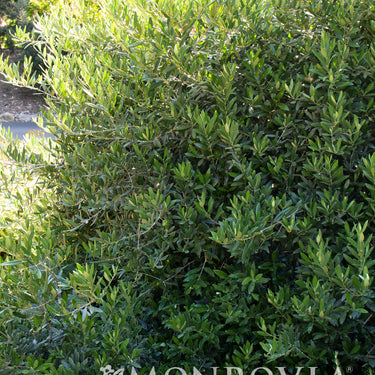 Little Ollie® Dwarf Olive - Monrovia