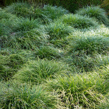 Mondo Grass - Monrovia