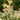 Goshiki Osmanthus - Monrovia