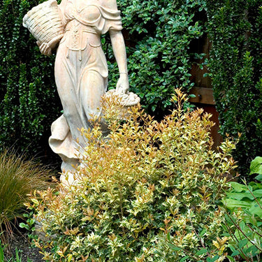 Goshiki Osmanthus - Monrovia