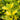 Sunny Daze® Japanese Laurel - Monrovia