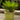 Sago Palm - Monrovia