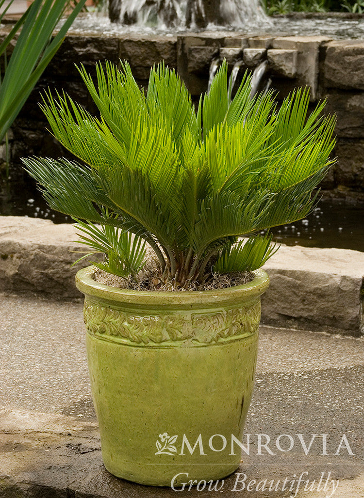 Sago Palm