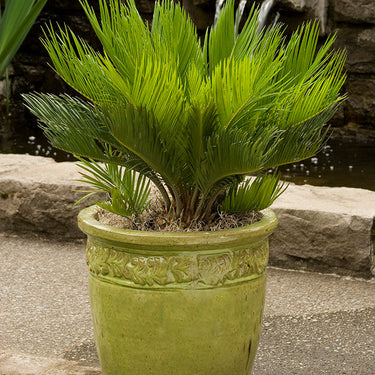 Sago Palm - Monrovia