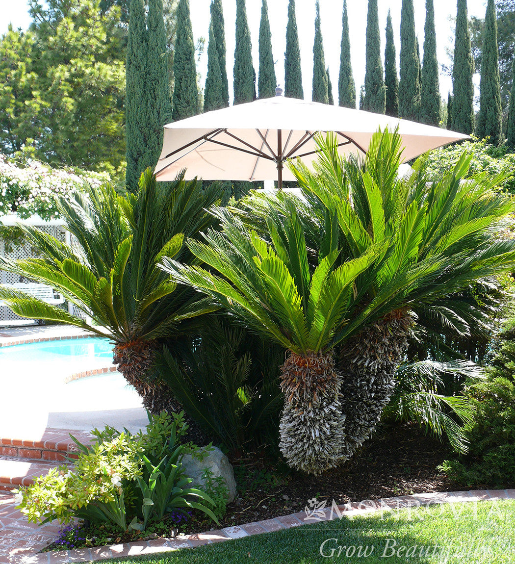 Sago Palm - Monrovia – Armstrong Garden Centers