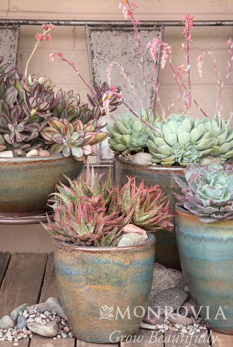 Christmas Carol Aloe - Thumbnail 2