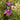 Lavender Lady Passion Flower - Monrovia