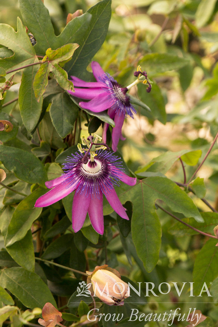 Lavender Lady Passion Flower