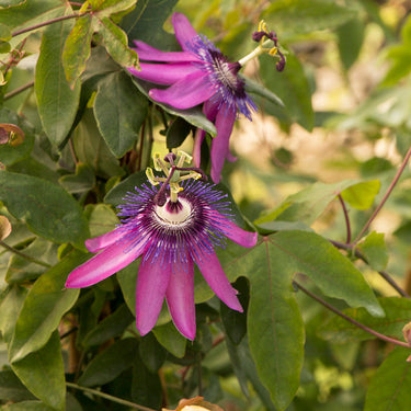 Lavender Lady Passion Flower - Monrovia