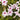 Pink Bower Vine - Monrovia