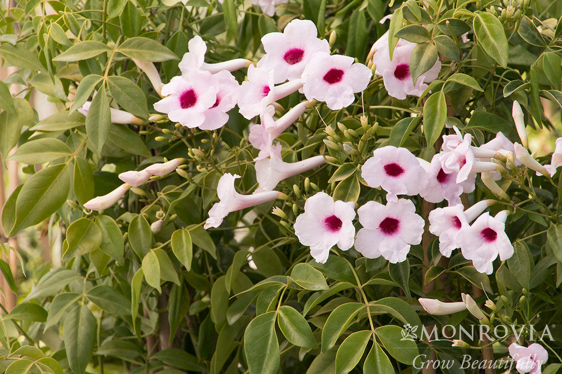 Pink Bower Vine - Monrovia - Thumbnail 2