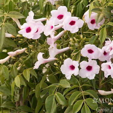 Pink Bower Vine - Monrovia
