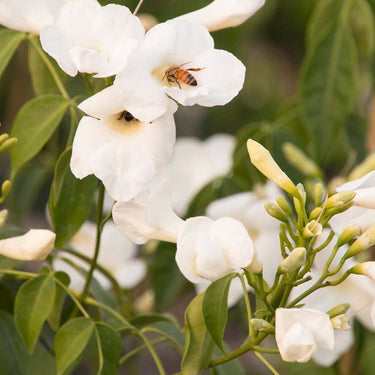 White Bower Vine - Monrovia