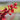 Brakelights® Red Yucca - Monrovia