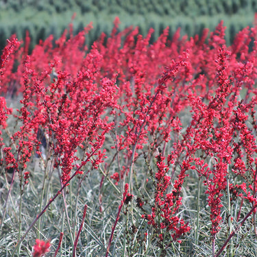 Brakelights® Red Yucca - Monrovia