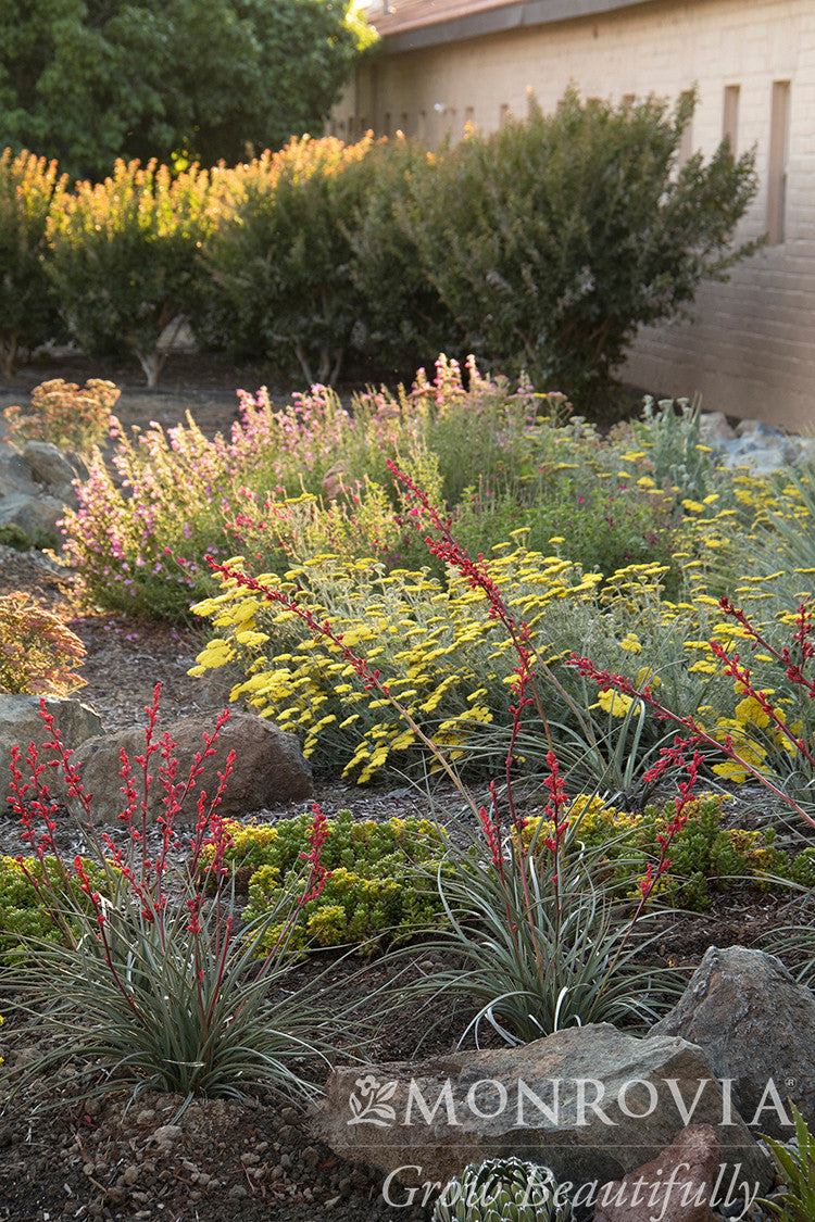 Brakelights Red Yucca