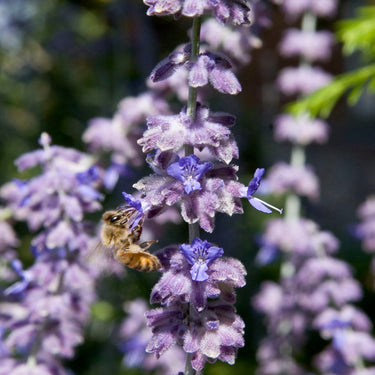 Russian Sage - Monrovia