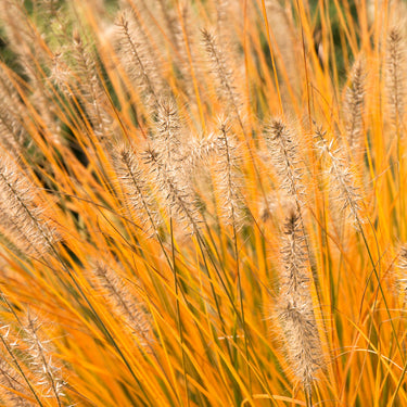 Dwarf Fountain Grass - Monrovia