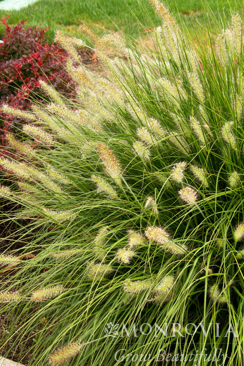 Little Bunny Dwarf Fountain Grass - Thumbnail 3