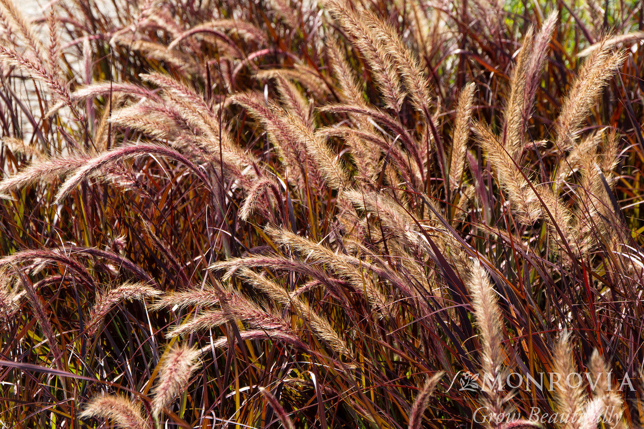 Purple Fountain Grass