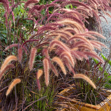Purple Fountain Grass - Monrovia