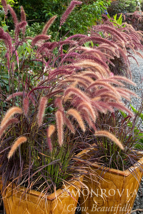 Purple Fountain Grass - Monrovia