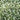 Cream De Mint Dwarf Pittosporum - Monrovia