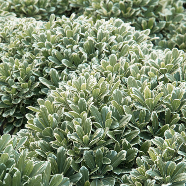Cream De Mint Dwarf Pittosporum - Monrovia