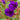 Princess Flower - Monrovia
