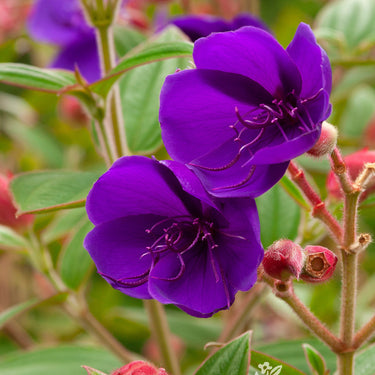 Princess Flower - Monrovia