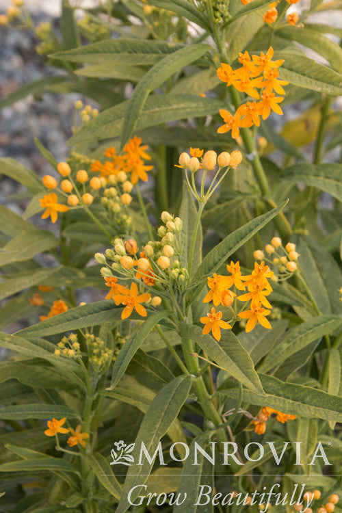 Silky Gold Milkweed