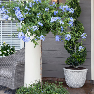 Royal Cape® Plumbago - Monrovia