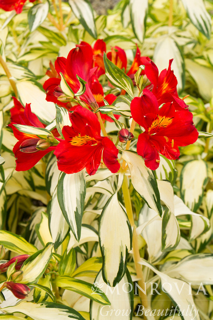Rock & Roll Peruvian Lily