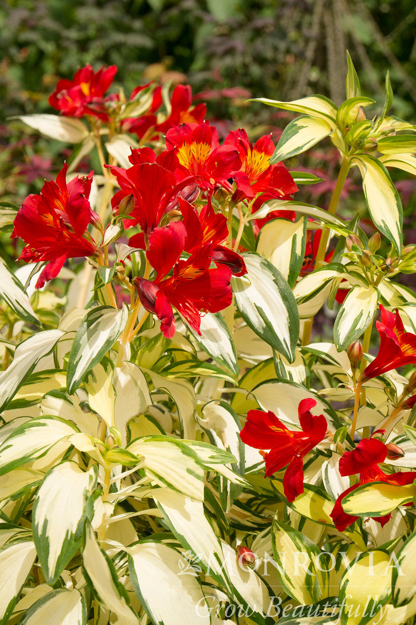 Rock & Roll Peruvian Lily - Thumbnail 2