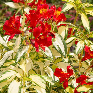 Rock & Roll® Peruvian Lily - Monrovia