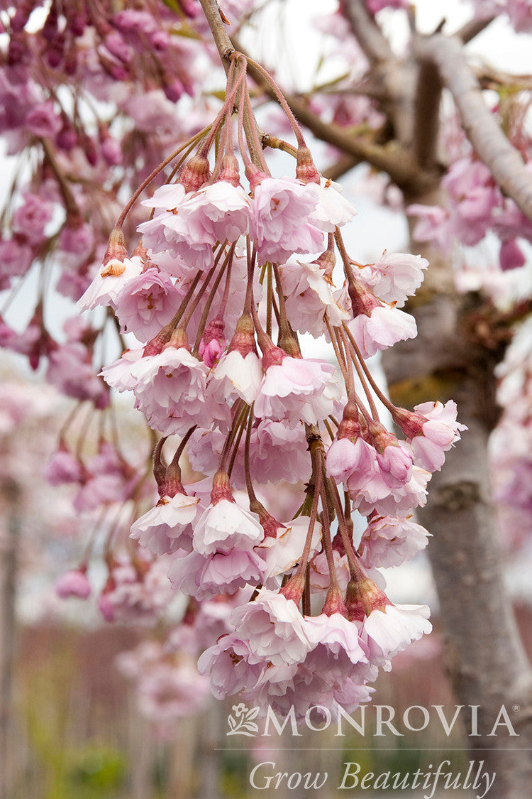 Double Weeping Rosebud Cherry - Monrovia - Thumbnail 2