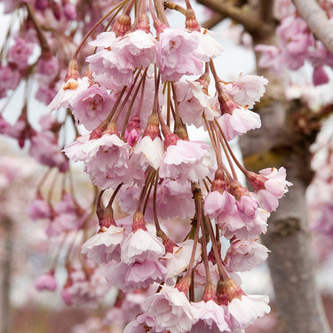Double Weeping Rosebud Cherry - Monrovia